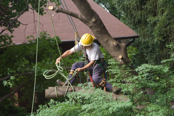 Sea Girt, NJ Tree Removal Services Company